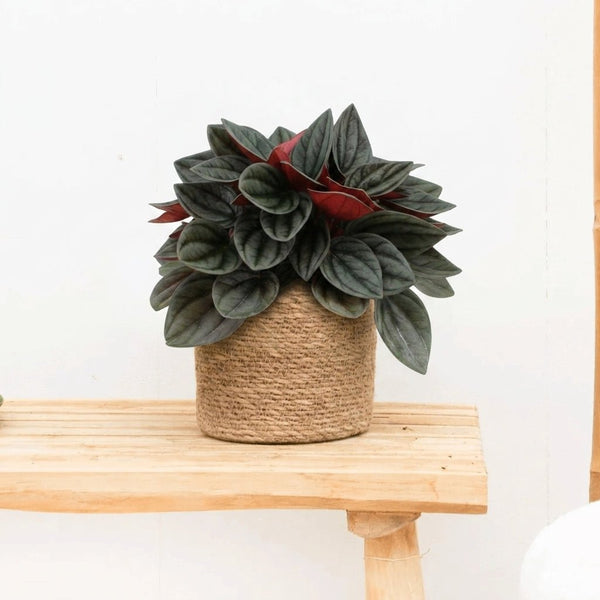 Peperomia Santorini - 20cm kopen bij Green Bubble