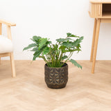 Product afbeelding 1