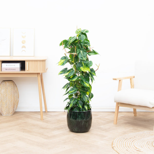 Philodendron Brasil gaasrek - 120 cm kopen bij Green Bubble