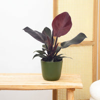 Philodendron Sunlight - 30cm