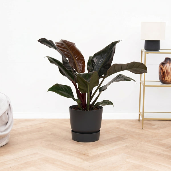 Philodendron Imperial Red Beauty - 70cm kopen bij Green Bubble