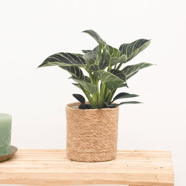 Philodendron White Wave - 30cm kopen bij Green Bubble