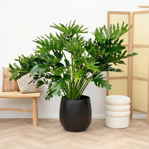 Philodendron selloum - 130cm kopen bij Green Bubble