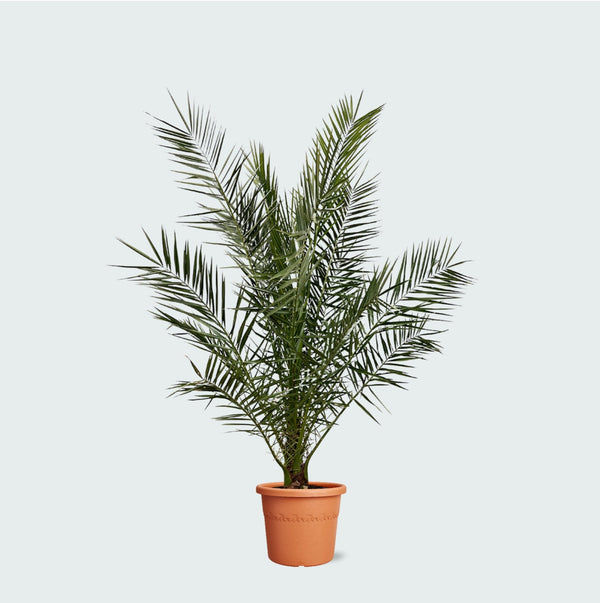 Phoenix Canariensis - 180cm kopen bij Green Bubble