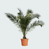 Product afbeelding 1