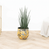 Sansevieria Mikado - 80 cm