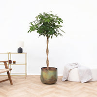 Schefflera Arboricola gevlochten stam - 160 cm