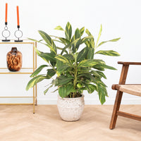 Alpinia variegata - 100cm