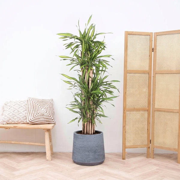 Dracaena Riki Fragrans vertakt - 180cm kopen bij Green Bubble