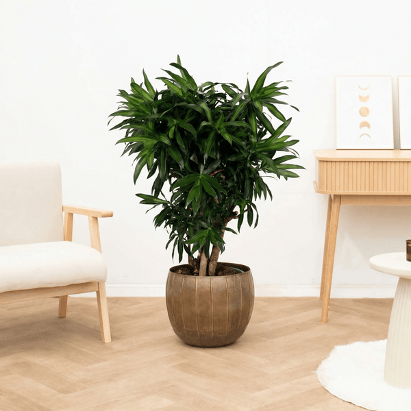 Dracaena Song of Jamaica vertakt - 120 cm kopen bij Green Bubble
