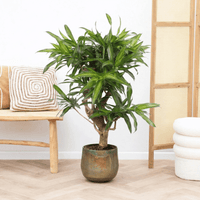 Dracaena Song of Jamaica vertakt - 100cm