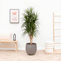 Dracaena Marginata vertakt XXL - 190cm