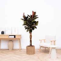 Ficus Elastica Burgundy gevlochten stam – 130cm
