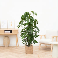 Schefflera Amate - 150cm