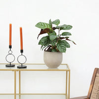 Calathea Compactstar - 40 cm