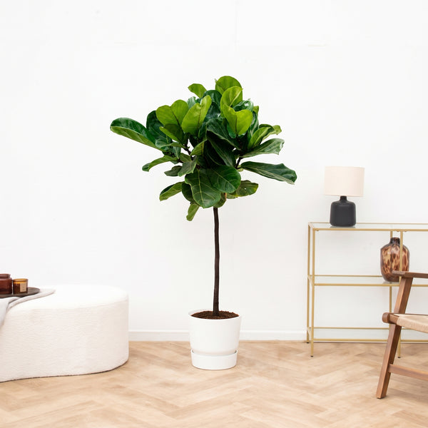 Ficus Lyrata stam - 100cm kopen bij Green Bubble