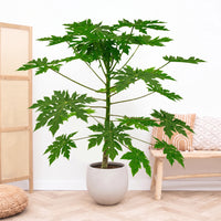 Papaya - 180 cm