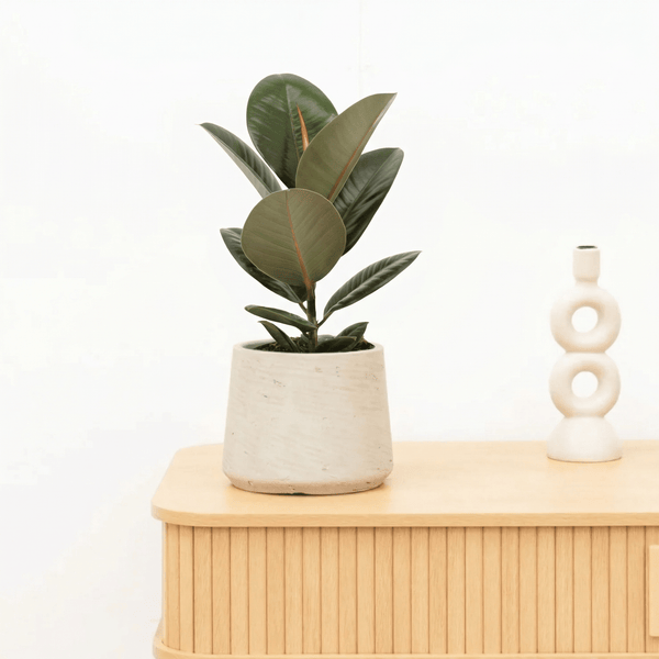 Ficus Elastica Robusta - 50 cm kopen bij Green Bubble