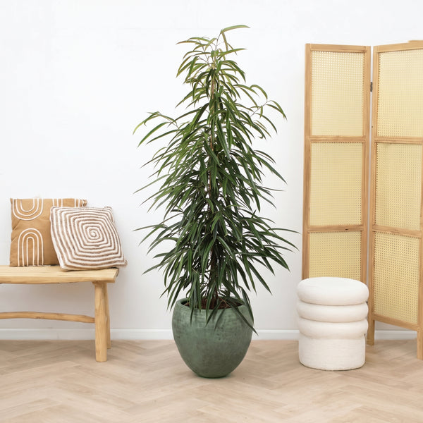 Ficus Alii King pelare – 150 cm kopen bij Green Bubble