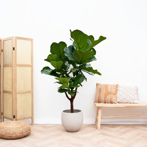Ficus Lyrata vertakt - 120cm kopen bij Green Bubble