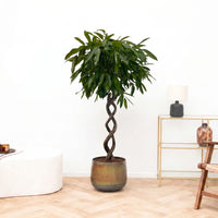 Ficus Binnendijkii Amstel King dobbelt spiral - 130 cm
