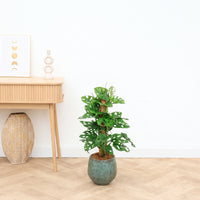 Monstera monkey leaf mospind - 70 cm