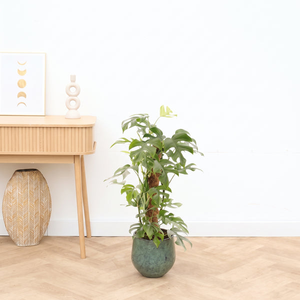 Monstera Minima tutor de musgo - 70cm kopen bij Green Bubble