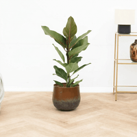 Ficus benghalensis audrey - 80 cm