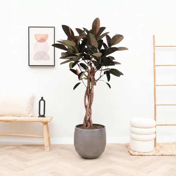 Ficus Elastica Burgundy flätad stam – 190 cm kopen bij Green Bubble