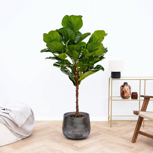 Ficus Lyrata op stam - 150cm kopen bij Green Bubble