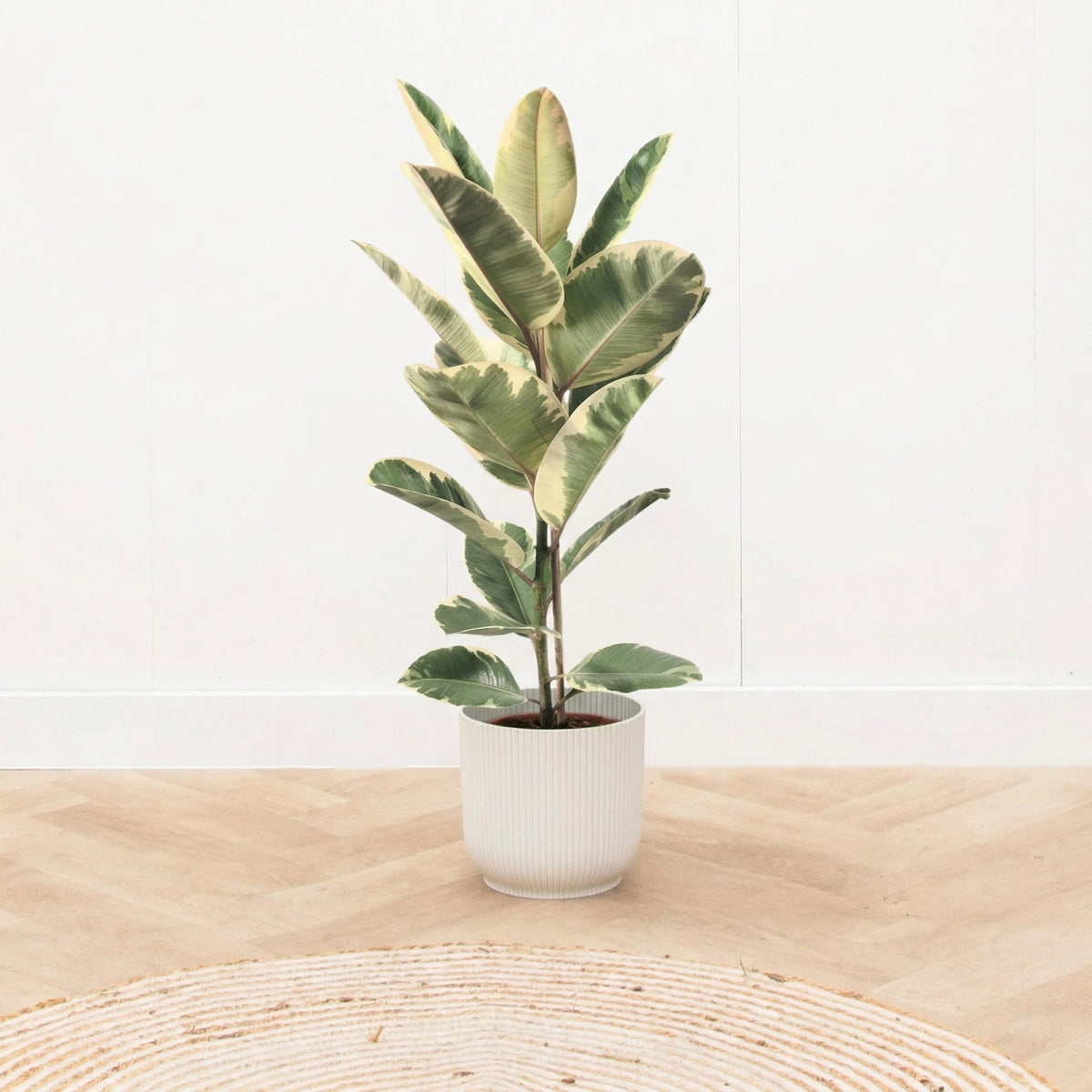 Pleje af Ficus Elastica Tineke verzorging - Green Bubble