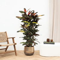 Codiaeum Mango - 160 cm