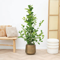 Ficus Moclame struik - 100 cm