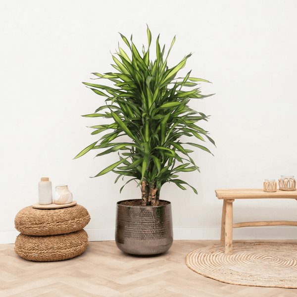 Dracaena Riki - 120 cm kopen bij Green Bubble