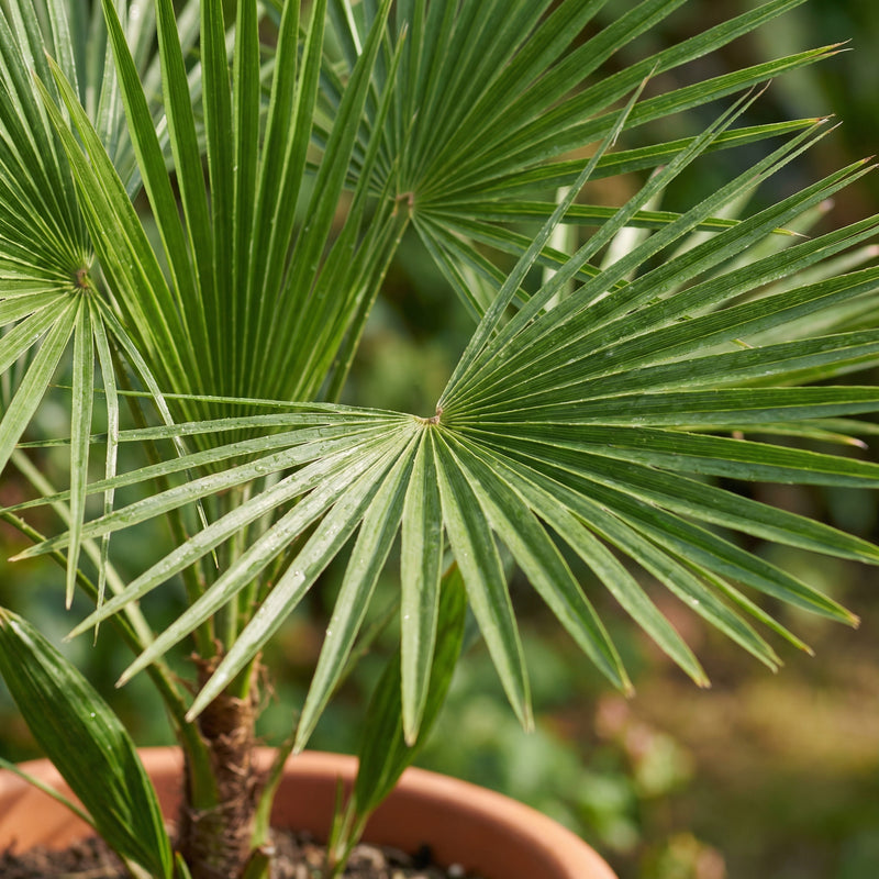 Pielęgnacja Chamaerops Humilis verzorging - Green Bubble
