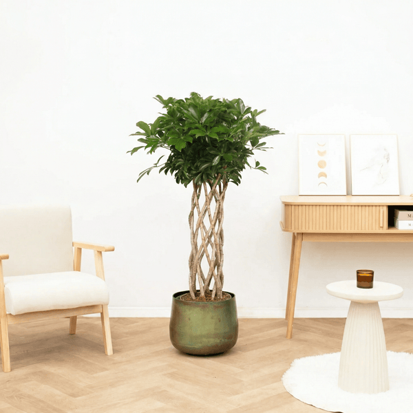 Schefflera Arboricola Compacta gevlochten cilinder - 160 cm kopen bij Green Bubble