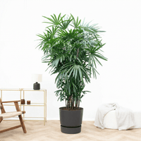 Rhapis Excelsa - 250 cm