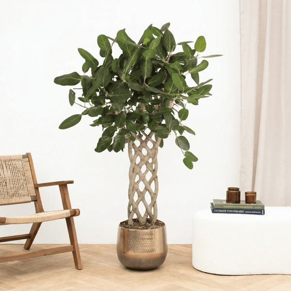 Ficus Benghalensis gevlochten mat - 160 cm kopen bij Green Bubble