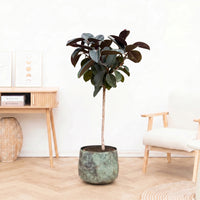 Ficus Elastica Abidjan stam - 130cm