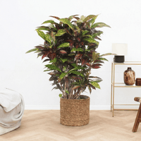 Codiaeum Freckles - 120 cm
