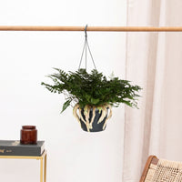 Humata Tyermannii hangplant - 40 cm