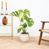 Monstera Deliciosa Albo Variegata - 60cm