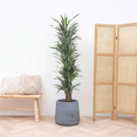 Dracaena Warneckei vertakt - 180cm