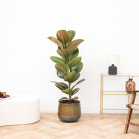 Ficus Robusta struik - 130 cm