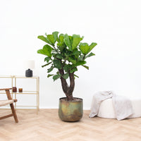 Ficus Lyrata Bonsai vertakt - 130cm