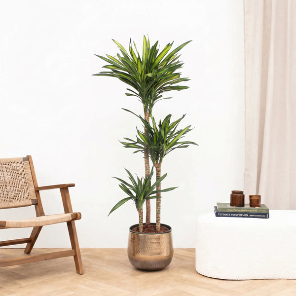 Dracaena Riki - 160cm kopen bij Green Bubble