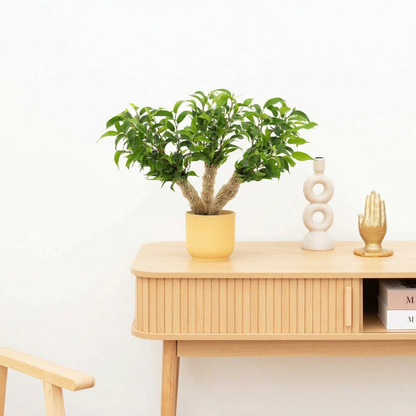 Ficus benjamina multi stam - 35 cm kopen bij Green Bubble