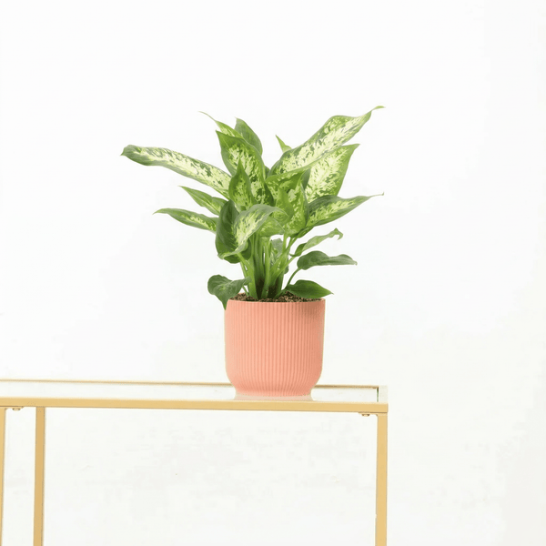 Dieffenbachia 'Compacta' - 35 cm kopen bij Green Bubble