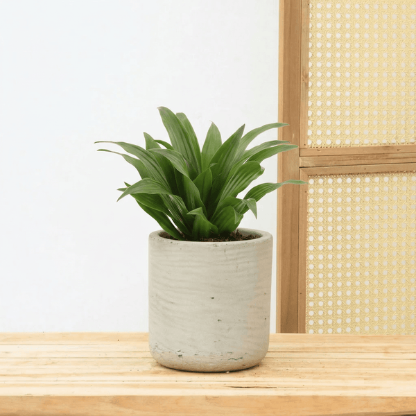Dracaena fragrans  - 25 cm kopen bij Green Bubble