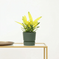 Codiaeum variegatum 'Sunny Star' - 30 cm
